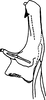 Aedeagus, lateral view on Discolopeus diacaenus Stiller, 2019: Aedeagus, lateral view. (Observation).