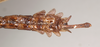 CollectionObject 1561361; 1ca8b482-43c3-4c50-8d2d-c33ee572cd53: copyright Natural History Museum, London. male: end of abdomen, ventral view (holotype). (CollectionObject).