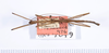 CollectionObject 1559336; 74dd9b6c-5bbe-4fe2-b63e-5c41c2e671a8: copyright ANSP. male, dorsal view (holotype). (CollectionObject).