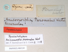 CollectionObject 1557072; NHMUK(SF IMPORT DUPLICATE) 845249, d89acbe1-ff80-426a-ad9f-56a614126646: copyright Natural History Museum, London. female, data labels of Anisomorpha paromalus (paralectotype). (CollectionObject).