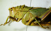 CollectionObject 1498683; 828f73c6-4025-48ef-a3bd-1a77779d5fac: female head and pronotum, lateral view. (CollectionObject).