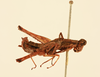 CollectionObject 2077013; 5f2aac4d-8ae5-4af1-a9a8-cf7fbb963a26, NHMUK016032819: male and female, lateral view (syntypes). (CollectionObject).
