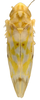 Habitus, dorsal view on Erythroneura vagabunda Knull, 1945: Habitus (OSU collection). (Observation).
