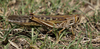 male, gregarious (Argentina, Catamarca, March 2016). Depicts Schistocerca cancellata (Serville, 1838), an Otu.