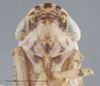 Head on Athysanella (Brachydella) abdominalis Ball & Beamer, 1940: Head. (Observation).