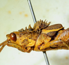 CollectionObject 1498820; e2d41211-d613-4a90-943b-3f673d1cf712: 2012. male, head and pronotum, lateral view. (CollectionObject).