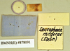 Rhyparobia maderae (Fabricius, 1781): Lectotype, unsexed, labels, reverse. BMNH(E)#878091. (Otu).
