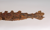 CollectionObject 1559810; b87b6d22-cbb9-4682-9522-e593131d87bb: copyright MNCN, Madrid. male: end of abdomen, lateral view of synonym Menexenus cristatus (holotype). (CollectionObject).