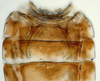 Abdomen, sternal apodemes, ventral view: (Observation).