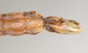 CollectionObject 1557222; NHMUK(SF IMPORT DUPLICATE) 845112, dfab928e-c74c-485d-b0ea-87ae5987a766: copyright Natural History Museum, London. female: end of abdomen, ventral view of synonym Perlamorphus hieroglyphicus (syntype). (CollectionObject).