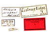 labels (holotype). Depicts CollectionObject 1513100; 56a80e32-499f-4cc4-a4a6-f13452d30134, a CollectionObject.