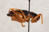 CollectionObject 1531178; 619395ac-4583-40c9-8695-d931579130f0: male, lateral view (holotype). (CollectionObject).