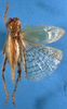 CollectionObject 1520545; 3cee6fc0-7443-4908-9560-f2cf5e5859ce: male, dorsal view (syntype). (CollectionObject).
