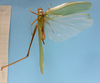 CollectionObject 1542906; DEES MZLQ-I0087', 4d547189-1379-4566-a1a3-a4f0260f52f1: male, body dorsal view (syntype). (CollectionObject).