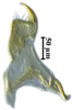 Stylus: !! display not done !! on Maiestas xanthocephalus (Dash & Viraktamath, 1998): (Observation).