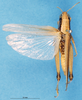 CollectionObject 1580200; 8b1cafe6-4b70-4ea2-aee8-e2ce05c0fe76: female, dorsal view (syntype). (CollectionObject).