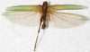 CollectionObject 1564296; NMW 12.425, cf3dab12-a3a1-4c29-a07f-30be634a0840: male, dorsal view. (CollectionObject).