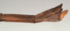 CollectionObject 1559252; NMW 916, c66d6740-6a44-4b7a-98ed-c80237b9c6da: copyright NMW, Vienna. female: end of abdomen, lateral view of synonym Leprocaulus altecornutus (holotype). (CollectionObject).