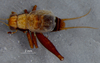 CollectionObject 1580115; 7eab2c46-da06-47a2-9152-d712abe3c5fb: male, dorsal view (paratype). (CollectionObject).