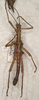 CollectionObject 1557124; bd009287-fdde-49c0-ac43-906b5fea7f5f: copyright St. Petersburg. Obrimus asperrimus male (syntype). (CollectionObject).;CollectionObject 1557125; 58a4cce3-af5c-4c59-bcba-c0a350b1f359: copyright St. Petersburg. Obrimus asperrimus male (syntype). (CollectionObject).