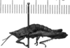 CollectionObject 1541629; 3e28ec12-9e54-458f-ae98-f353b420ac93: Image, Carbonell, C.S. male, lateral view (paralectotype). (CollectionObject).