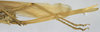 CollectionObject 1539600; d5aad2e0-fbf0-4e8d-b2c6-0455accae3a6: female ovipositor (holotype). (CollectionObject).