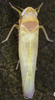 Habitus, dorsal view: !! display not done !! on Alnetoidia (Alnetoidia) alneti (Dahlbom, 1850): Habitus (female). (Observation).