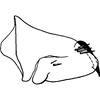 Pygofer, lateral view on Bonaspeia dieti Davies, 1987: Pygofer, lateral view (holotype). (Observation).