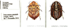 Polyzosteria mitchelli (Angas, 1847): (Otu).