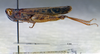 CollectionObject 1520580; 98f9cf18-a889-460f-91cf-bed9e3fd4d1b, NHMUK3235048: male, lateral view. (CollectionObject).