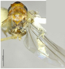 Habitus, dorsal view on Empoascanara (Empoascanara) conchata Song & Li, 2013: (Observation).