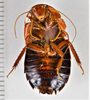 CollectionObject 1863614; ccd718d6-29ce-4746-b5bd-2dd086ab0b51: (CollectionObject).