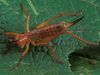 female (Costa Rica, Monteverde). Depicts Melanonotus powellorum Rentz, 1975, an Otu.