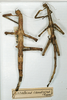 CollectionObject 1559051; 0f26a19f-afb8-4c82-b245-aea4b8d364c6: copyright MNHN, Paris. female (holotype, on left). (CollectionObject).