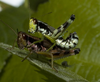 Melanoplus viridipes Scudder, 1897: pair from Harms Woods Forest Preserve, Glenview, Cook County, Illinois (June 18, 2007). (Otu).