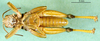 CollectionObject 1502091; 80b1dbb7-b229-4cdc-8687-a0f682abce36: male, ventral view (paratype). (CollectionObject).