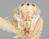 Head on Athysanella (Athysanella) gardenia Osborn, 1930: Head. (Observation).