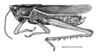 Staleochlora viridicata orientalis Roberts & Carbonell, 1992: Fig. 35. male habitus. (Otu).