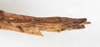 CollectionObject 1560986; NMW 226', 8de495e3-eb6f-4cf5-8b79-e42880f02ec9: copyright NMW, Vienna. female: end of abdomen, lateral view of Perliodes nigrogranulosus (syntype). (CollectionObject).