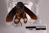 Habitus ventral view: (Observation).