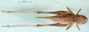 CollectionObject 1500523; 0e05356a-cb78-4260-b6ec-7032350f3546, DORSA BTplaragHTF: female, dorsal view (holotype). (CollectionObject).