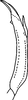 Aedeagus, lateral view on Cruziella trispinosa Linnavuori & DeLong, 1979: Aedeagus, lateral view (after Linnavuori & DeLong 1959). (Observation).
