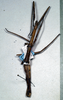 CollectionObject 1561695; NMW 336, 21afe3d1-7803-4419-b29a-067c2a96b95c: copyright NMW, Vienna. female Clitumnus lobipes (holotype [syntype if specimen in Berlin is a syntype]). (CollectionObject).