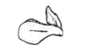Jivarus americanus Giglio-Tos, 1898: Fig. 28. epiphallus, lateral view. (Otu).