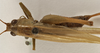 CollectionObject 1529660; ee47e201-133c-44c6-93dd-9ca820f0bc73: female, dorsal view (holotype). (CollectionObject).