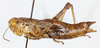 CollectionObject 1527232; 0a49f5df-2f91-4676-aeae-7b9e6ce20510: female, lateral view (holotype). (CollectionObject).