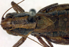 CollectionObject 1500490; a02ccc70-ab50-492f-b661-066dbcdf55e9: male, dorsal view (syntype). (CollectionObject).