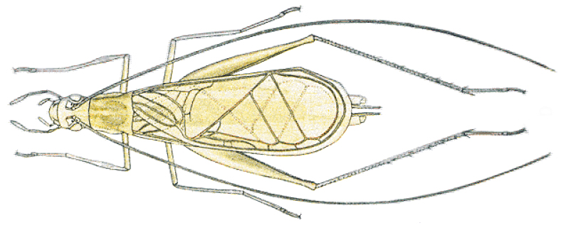 Pl. V d. male. Depicts Oecanthus quadripunctatus Beutenmüller, 1894, an Otu.