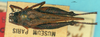 CollectionObject 1540061; c72bded2-534a-4132-8fde-bce62c7f700e: female, dorsal view (allotype). (CollectionObject).