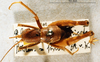 CollectionObject 1575887; c69968a9-c2c3-45af-ac48-2116095f2849: male, dorsal view. (CollectionObject).